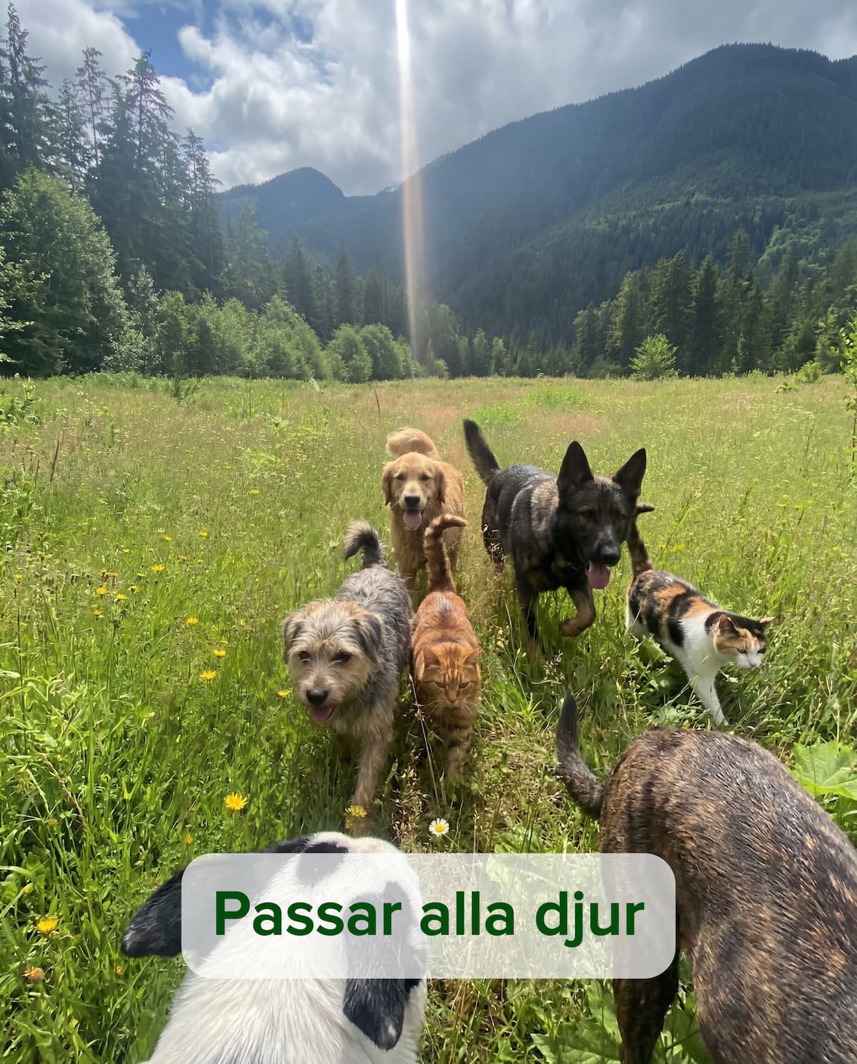 Flått-tagg